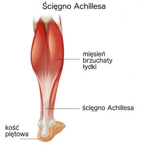 Anatomia ścięgna Achillesa