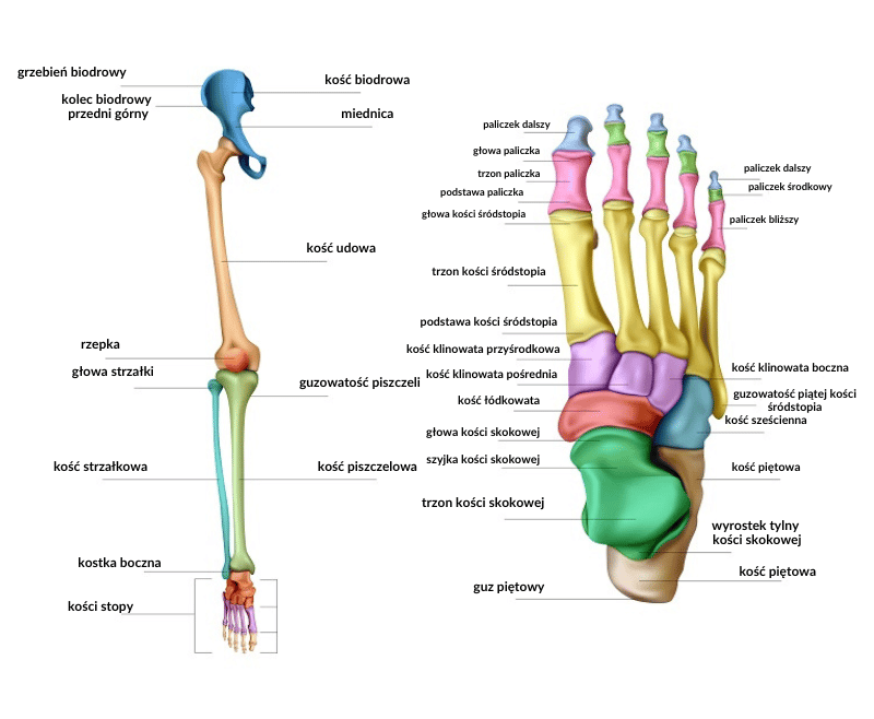 Anatomia stopy - budowa i kości stopy człowieka