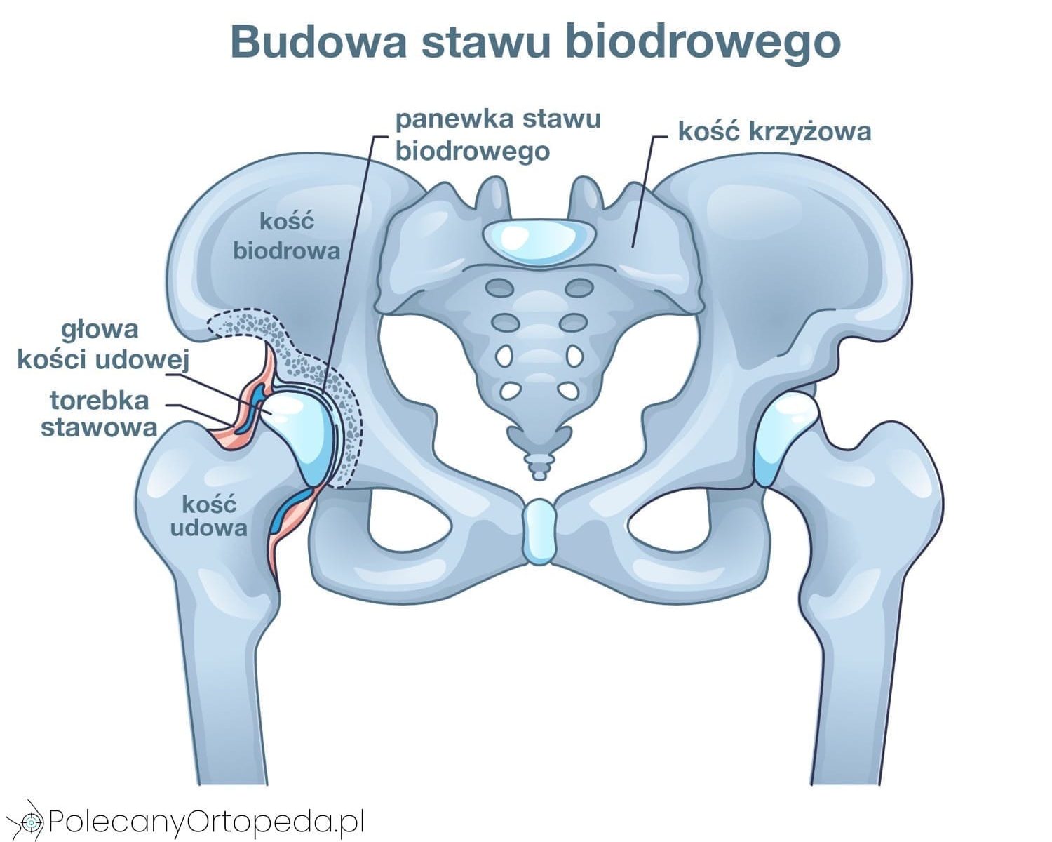 Staw Biodrowy Jak Biodra Wp ywaj Na Kr gos up I Jak O Nie Dba Staw Biodrowy Jak Biodra Wp ywaj Na Kr gos up I Jak O Nie Dba