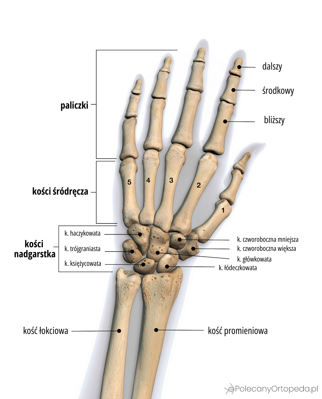 Staw promieniowo-nadgarstkowy anatomia budowa - kości i więzadła rozpiska